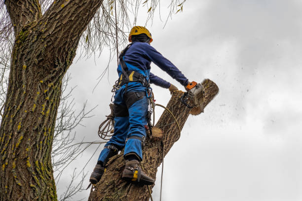  Thermal, CA Tree Removal Pros